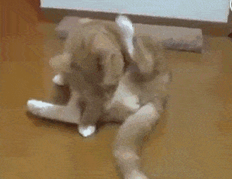 猫咪舔完小菊后吧唧了一下嘴,然后表情生无可念怀疑猫