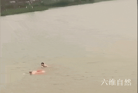 原创湖南两男子在河中游泳,却被一条大毒蛇追咬,疑似舟山眼镜蛇