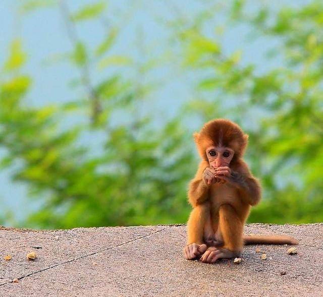 早产的小猴子,样子可爱又可怜