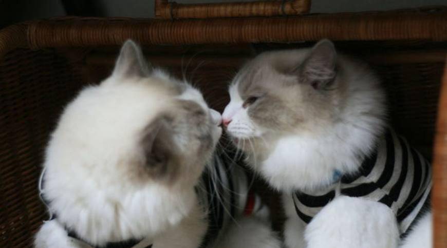 超治愈猫咪的亲吻,最后一个太惨了!