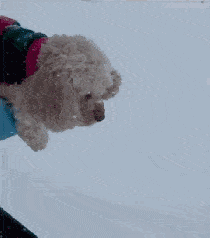 带狗狗去雪地里玩结果很容易变成这样