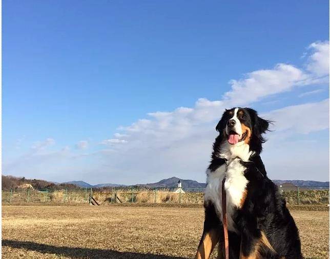 伯恩山犬是瑞士四种山地犬之一,会避开陌生人,但姿态坚定