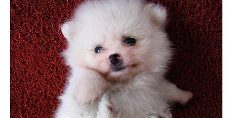 博美犬鼻小,少量和分散的色素沉着仅在白色的狗接受,白色为佳
