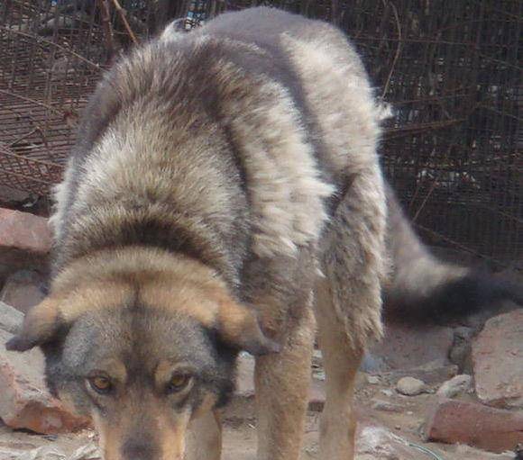 原创东北猎犬已经濒危比熊猫还珍贵