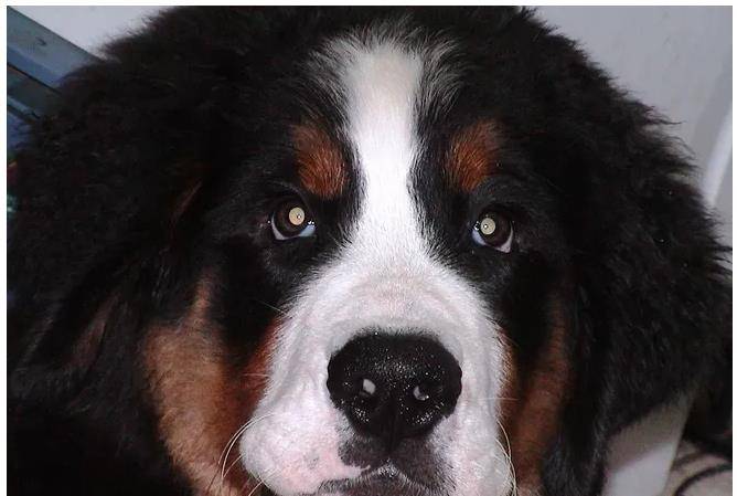 伯恩山具有耐力好不好斗忠实易驯的特质是优良的家庭犬