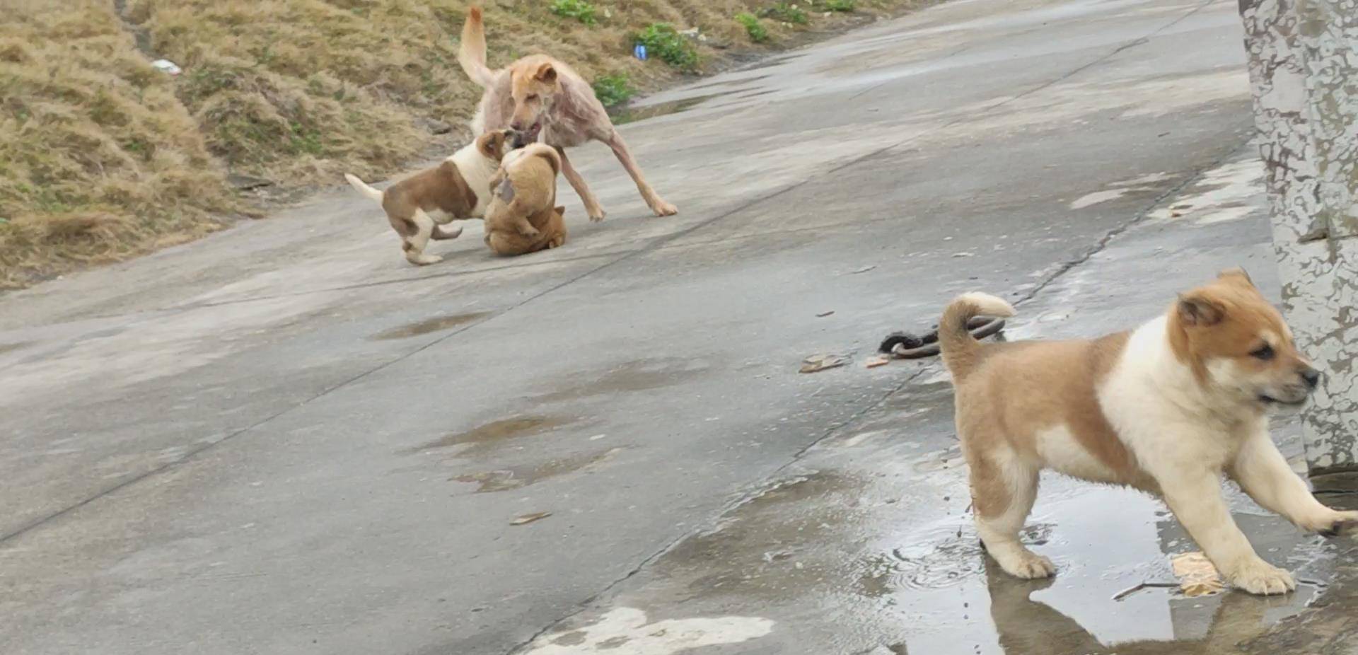 55斤胖灰灰生的三只小奶狗,它们生活环境接近野狗