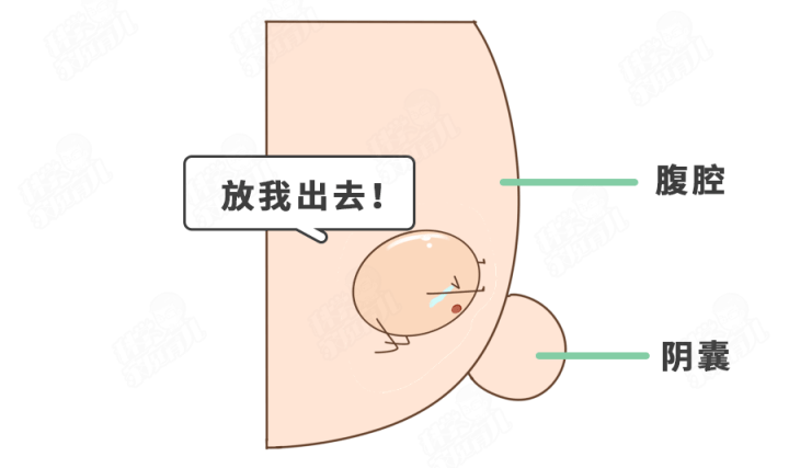 图片来源:科学家庭育儿原创如果超过正常下降时间,娃的睾丸还没有"