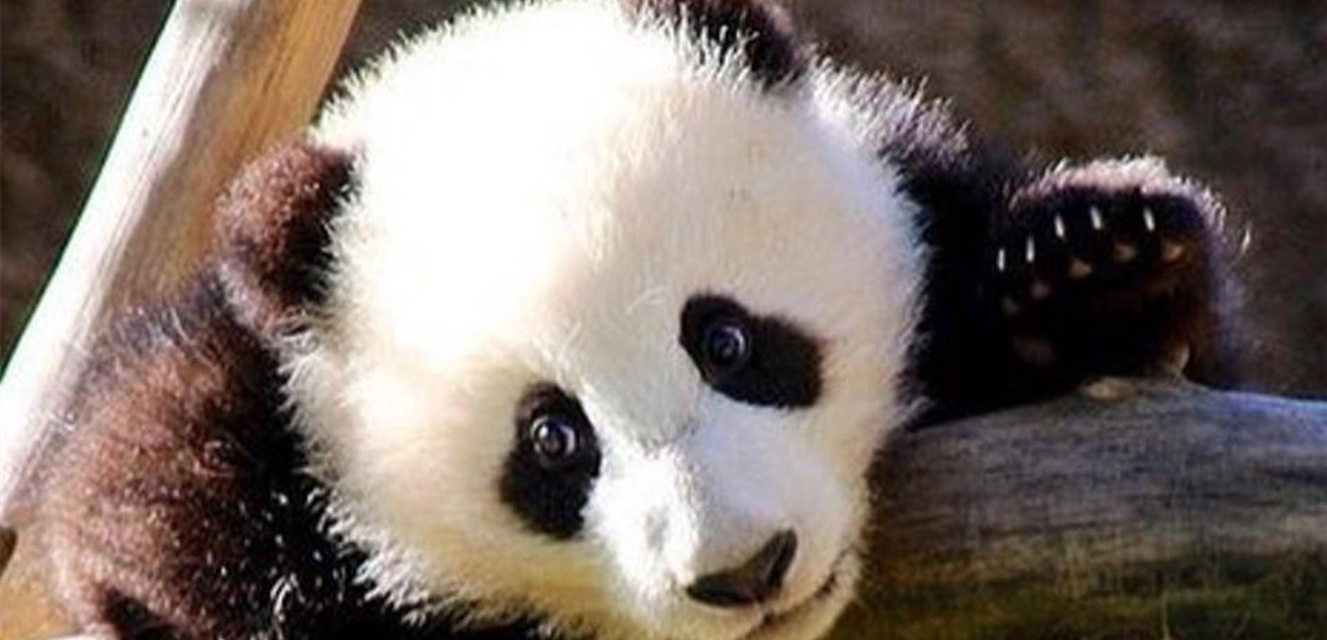 发布一组大熊猫宝宝萌萌哒的照片,真的是太萌了,香香