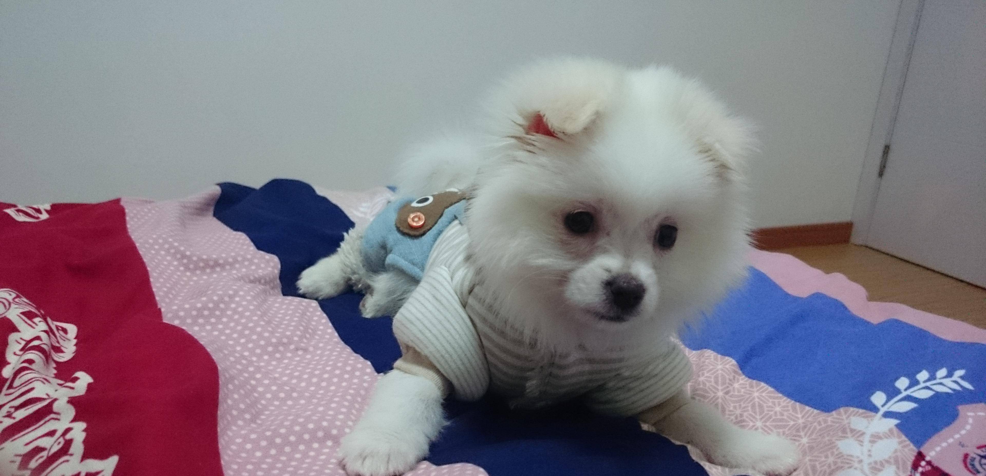博美犬可爱又迷人,那么博美犬的智商在狗里面排第几