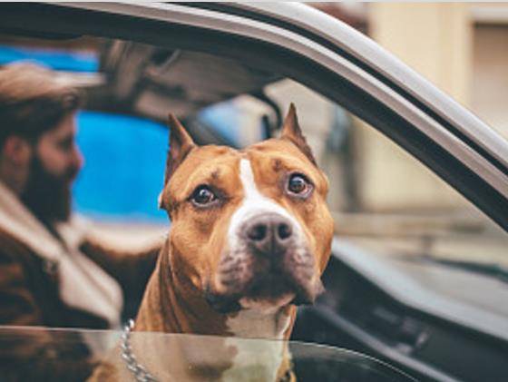 原创比特犬原产于美国个性顽强勇敢是斯塔福和斗牛犬的后代