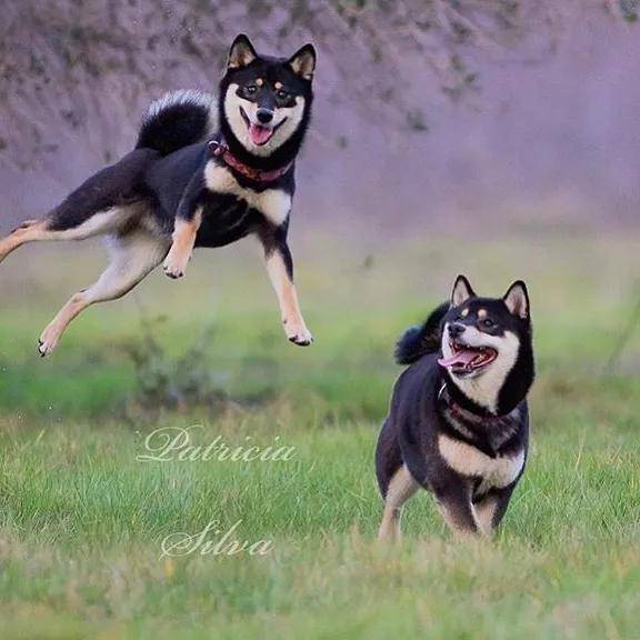 奇怪柴犬照片大赏,没有一只是正常的!