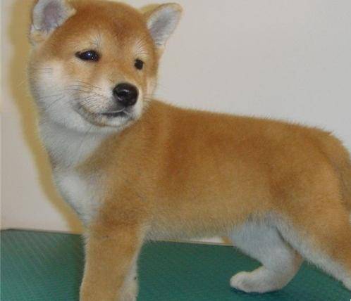 别名日本秋田犬,日系秋田犬,原产地日本,性格非常的傲娇