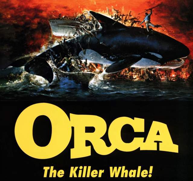 三头巨型海兽浮出辽宁海域,虎鲸被称为"杀人鲸",是因为什么?