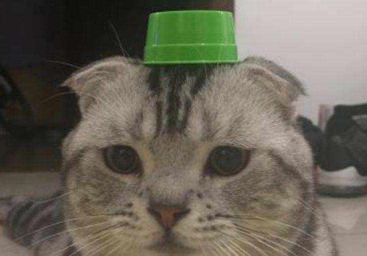 而自从给猫咪买了一顶绿帽子,猫咪就一发不可收拾了!