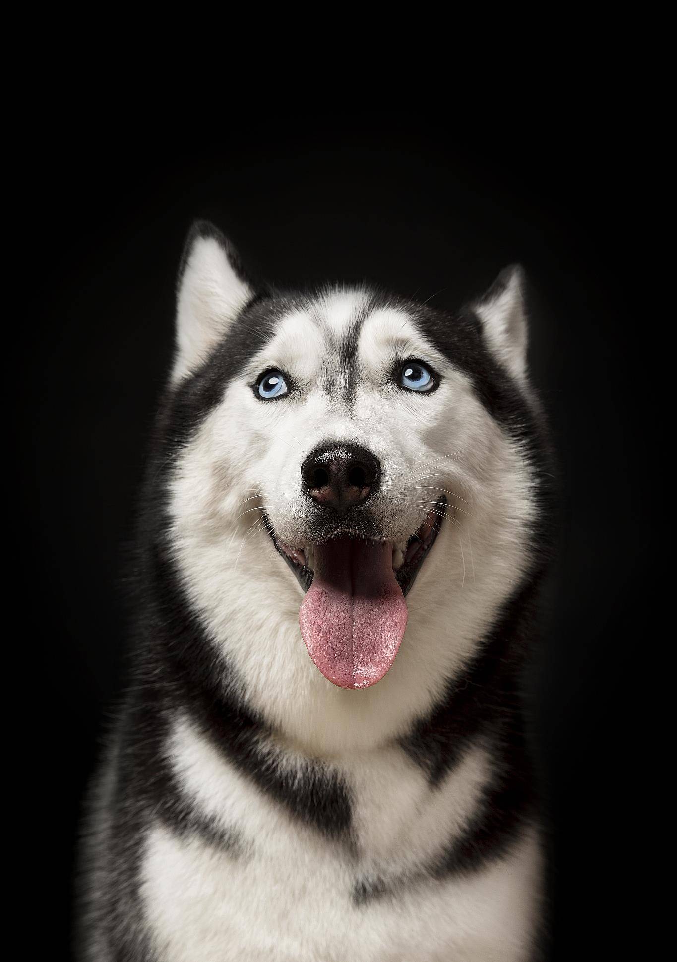 哈士奇,西伯利亚雪橇犬,简称二哈