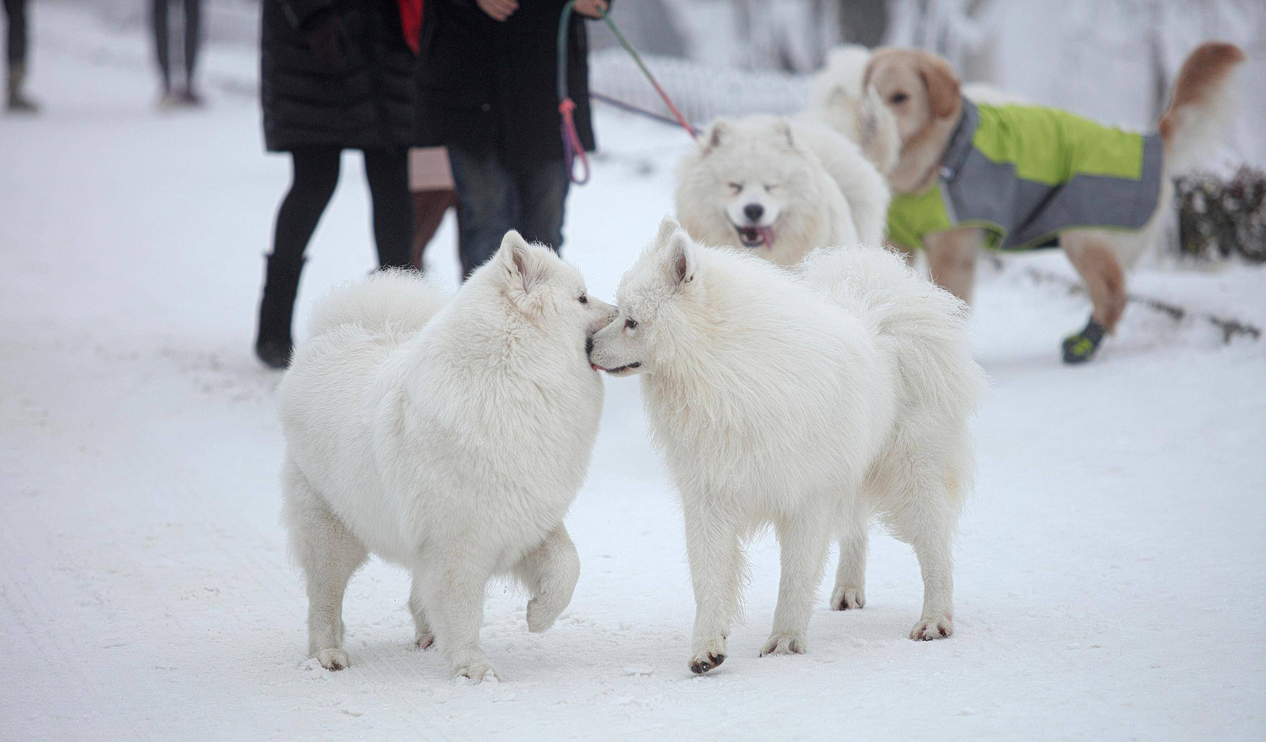 南方的雪橇犬,第一次见到雪时,会是啥样的表情_萨摩耶
