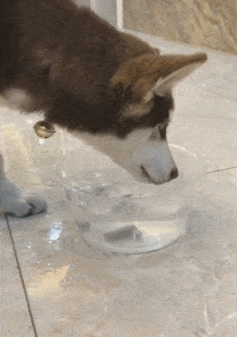 主人故意把火腿扔水里考验二哈,智商果然是硬伤!