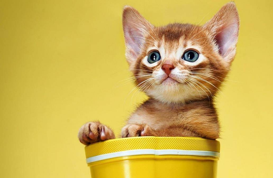 宠物猫慵懒的样子,胖乎乎的身材漂亮极了