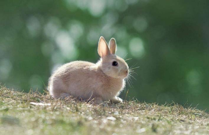 现在的荷兰侏儒兔超级可爱,头型浑圆饱满像颗苹果,耳朵的比例也比一般