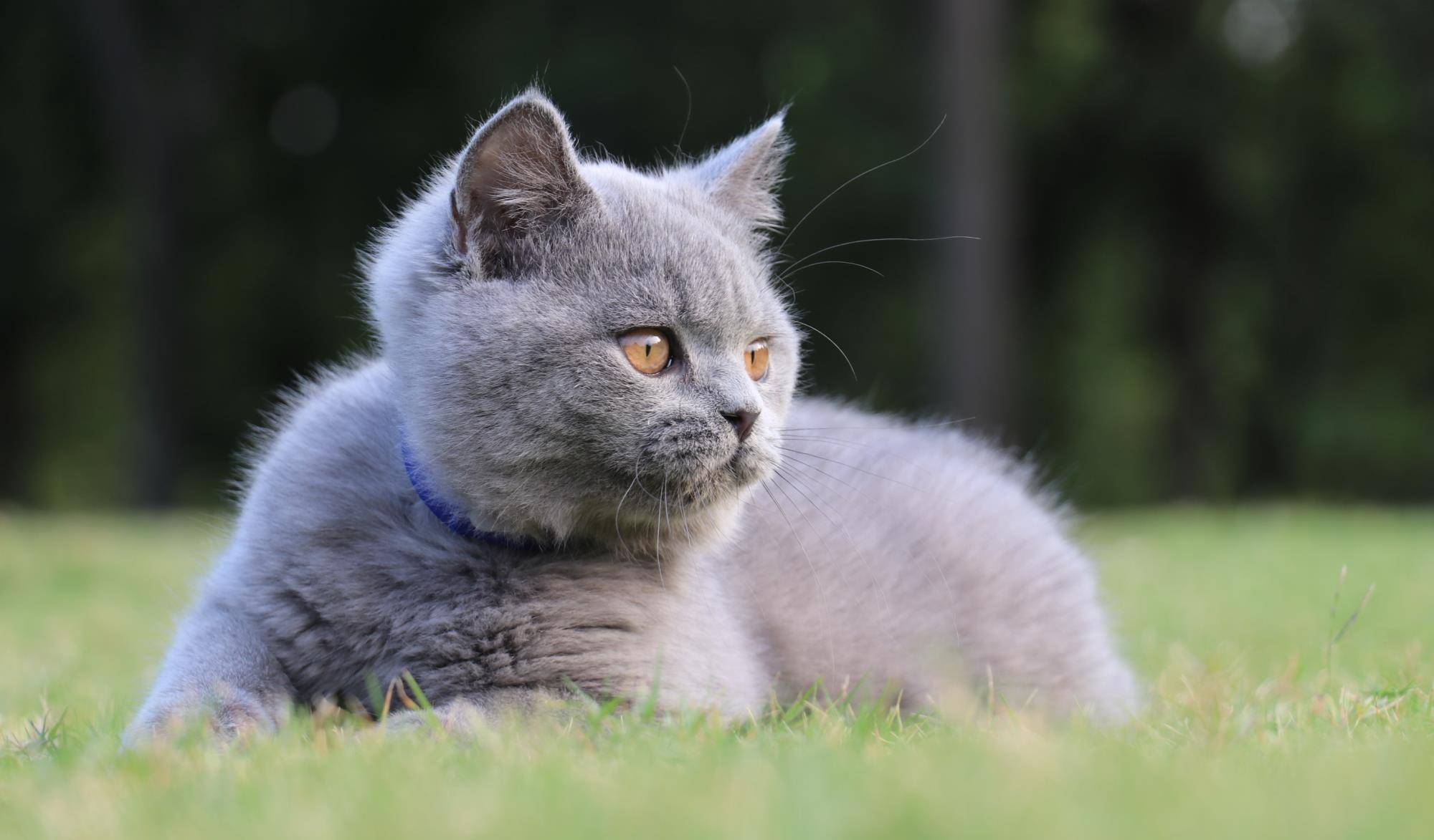 沐米猫舍 英国短毛猫 英短蓝猫 照片