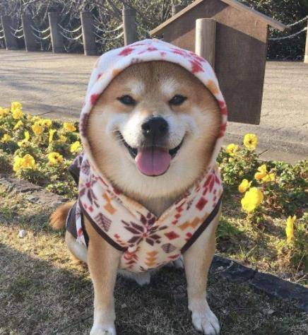 柴犬狗狗,天生拥有治愈系的笑容,你有被它们迷到吗?