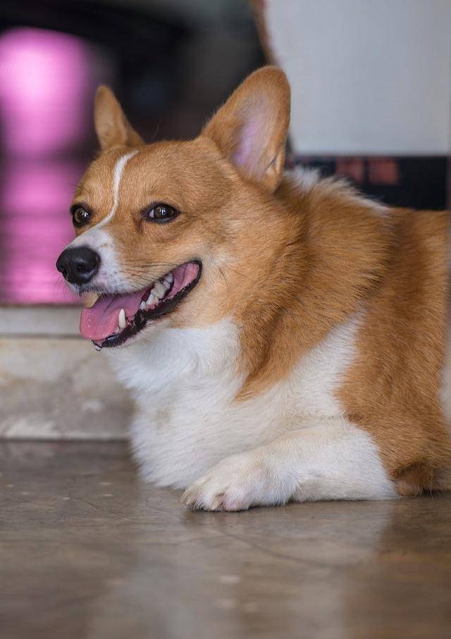 柯基犬长什么样子你见过吗