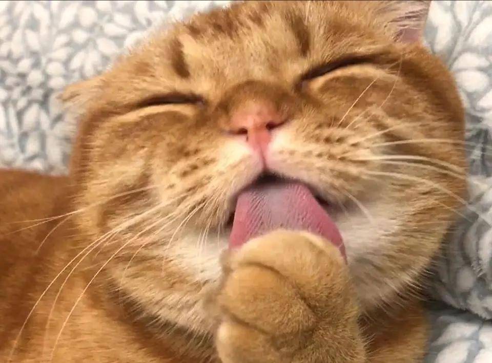 讲卫生的小猫咪,舔爪子舔得太认真了