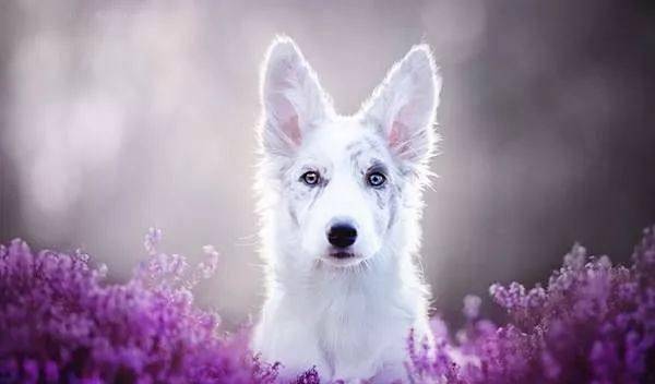 花丛中的小天使 超唯美狗狗写真