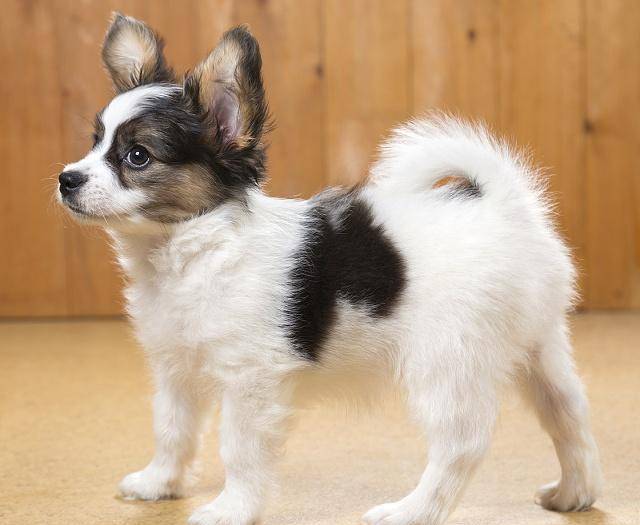 蝴蝶犬很小巧,它的毛发是白色跟棕色相间的
