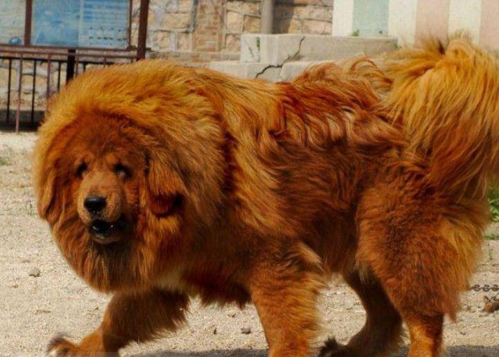藏獒,又名西藏獒,獒犬,番狗,龙狗,原产于中国青藏高原.