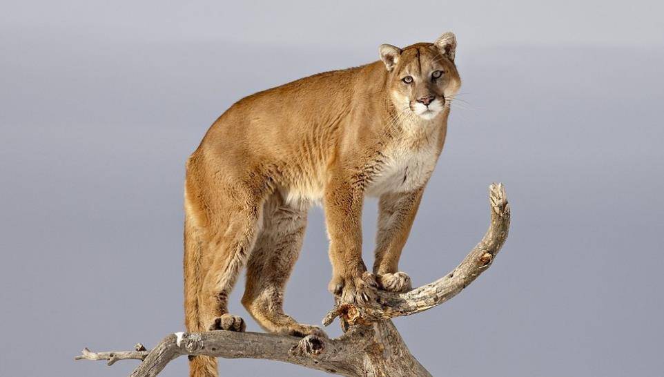 美洲狮,常相居在山谷丛林中,尤其喜欢在树上活动