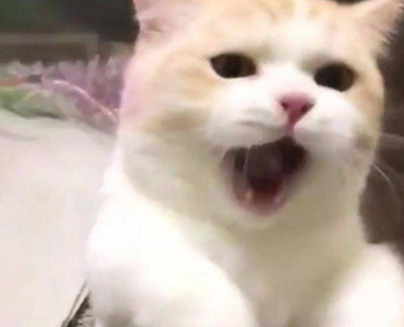 铲屎官拿小鱼干调戏猫咪,结果猫咪发怒后成了这样子,可爱到犯规