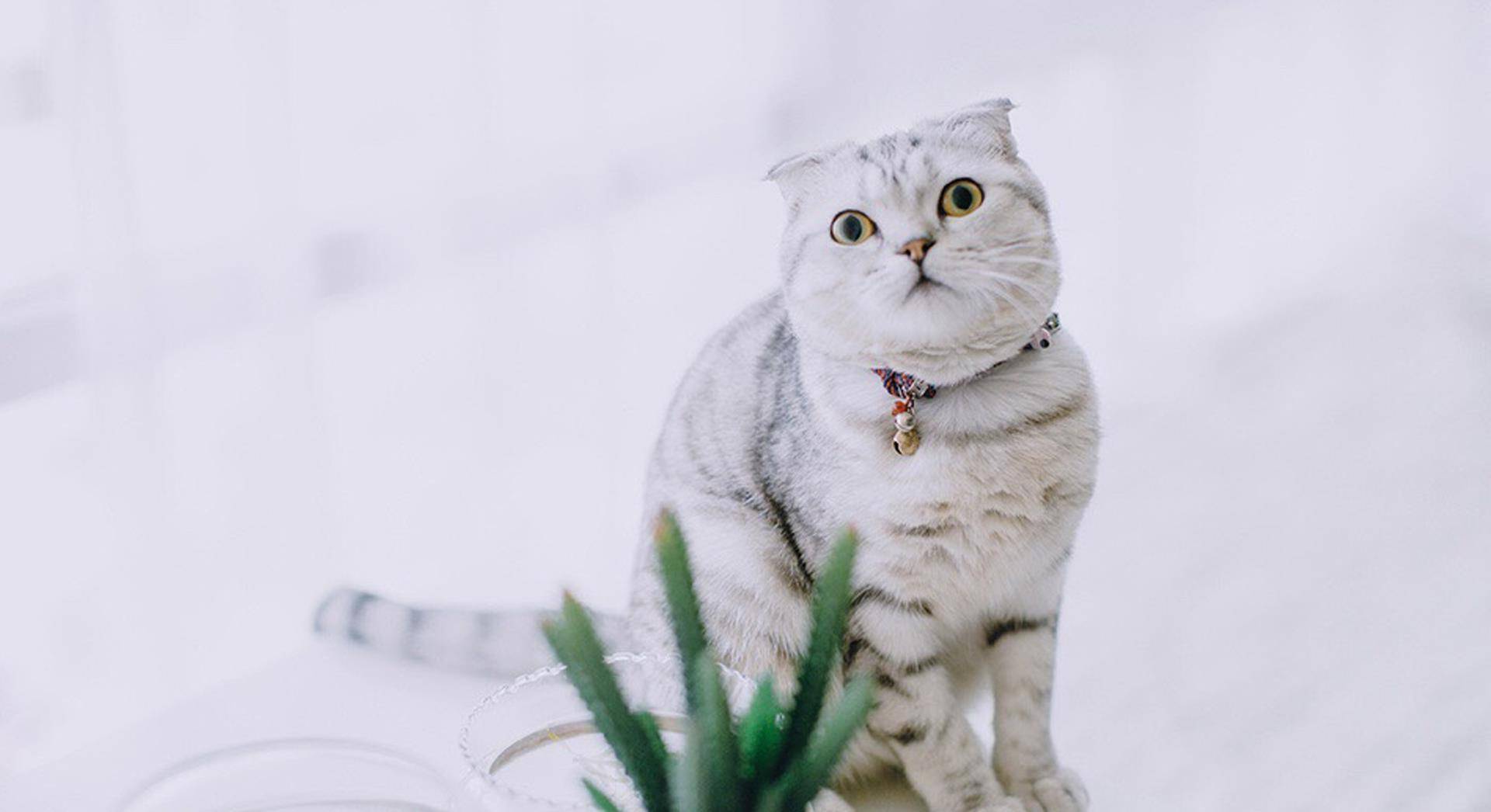网红猫咪高清萌宠动物图片