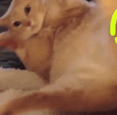 走在路上,我都能隐隐闻到自己身上的猫屎味,是被腌入味了嘛?