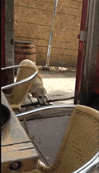 搞笑gif:到底发生了什么? 刚买的摩托车突然就没了?