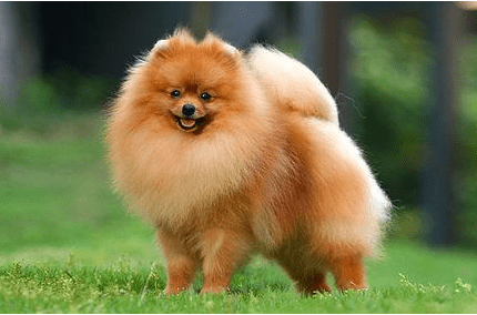 1,博美犬肥胖一只过得很滋润的博美犬,体型肯定会偏肥的,因为主人的