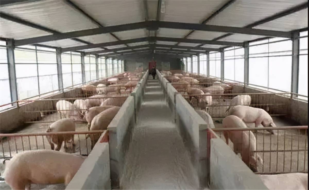 大棚养猪场建设方案
