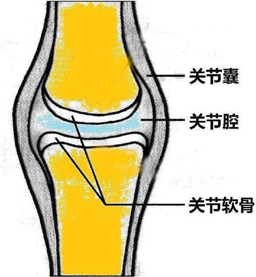 关节疼痛的主要原因滑液减少软骨磨损受损关节得不到修复