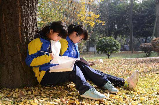 银杏树下看书的学生