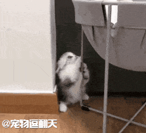 292_265gif 动态图 动图