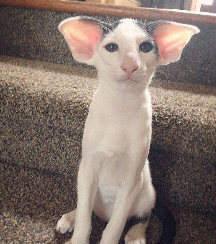 拥有大长腿是什么体验?东方短毛猫,很有发言权