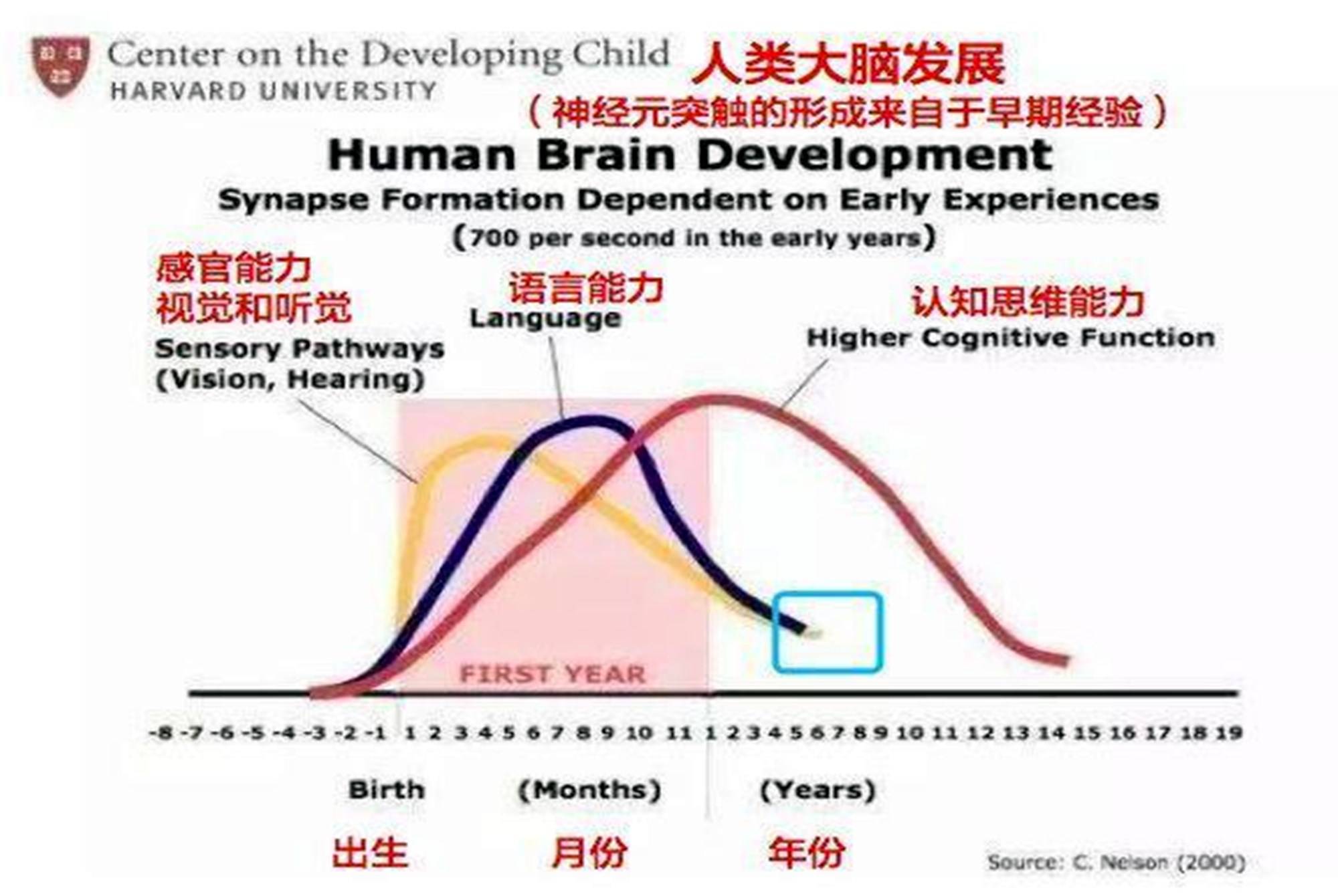 原创哈佛研究证实孩子大脑发育存在空档期多数家长在白费力气