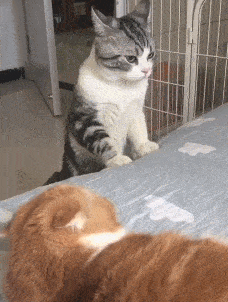 橘猫占据大床,内心戏超丰富的怂猫,心里话全写在脸上了