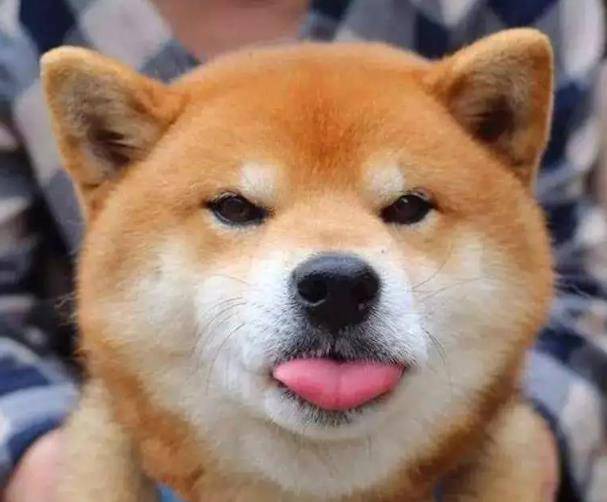 原创教你三点分清秋田犬与柴犬,最后一点很重要,别再认错了