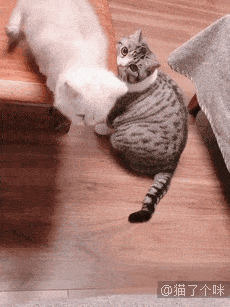 猫咪带着伊丽莎白圈吃东西,意外发生了