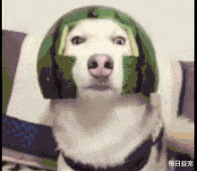 铲屎官恶搞,用西瓜皮给金毛做了件衣服,狗狗一秒变乌龟,笑死!