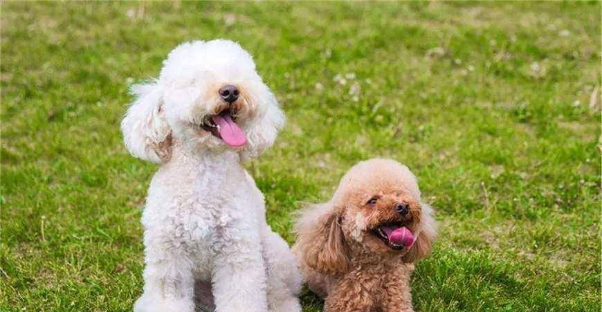 泰迪犬与比熊犬长得太像,我们该怎么选择?网友:我选择泰迪