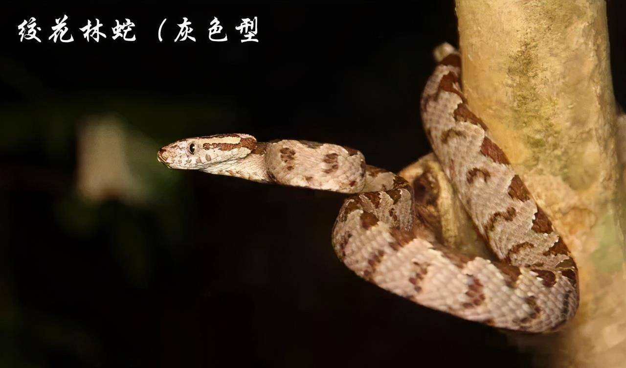 原创湖南的绞花林蛇又叫大头蛇弱毒性蛇