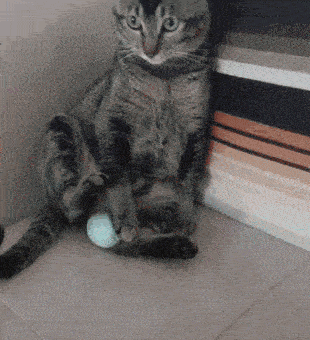 带我家猫去绝育,医生说猫蛋蛋太小那方面可能不太行