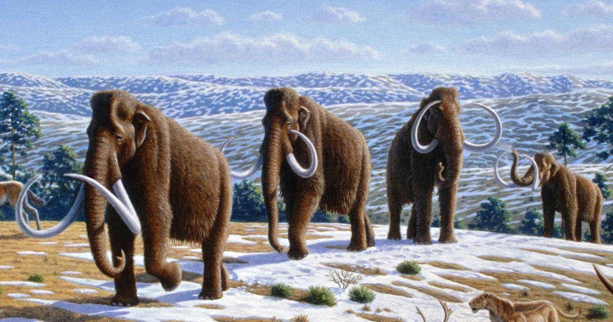 原创冻土下的万年前猛犸象,象牙堪比"黄金",象肉居然也被吃掉